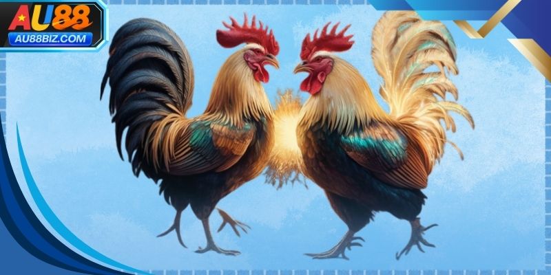 Người xem tập trung phân tích trận đá gà trực tiếp